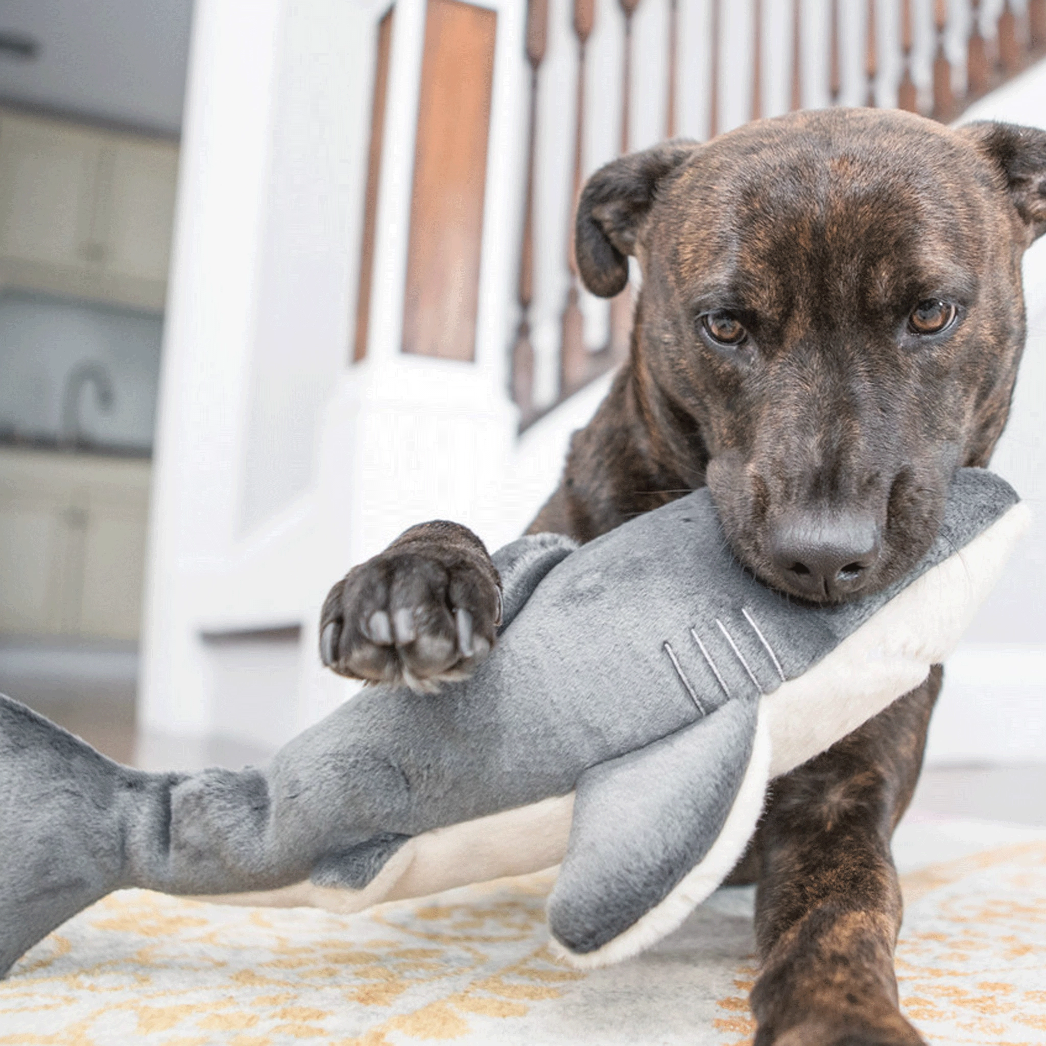 Fluff & Tuff Mac Shark Grey Dog Toys