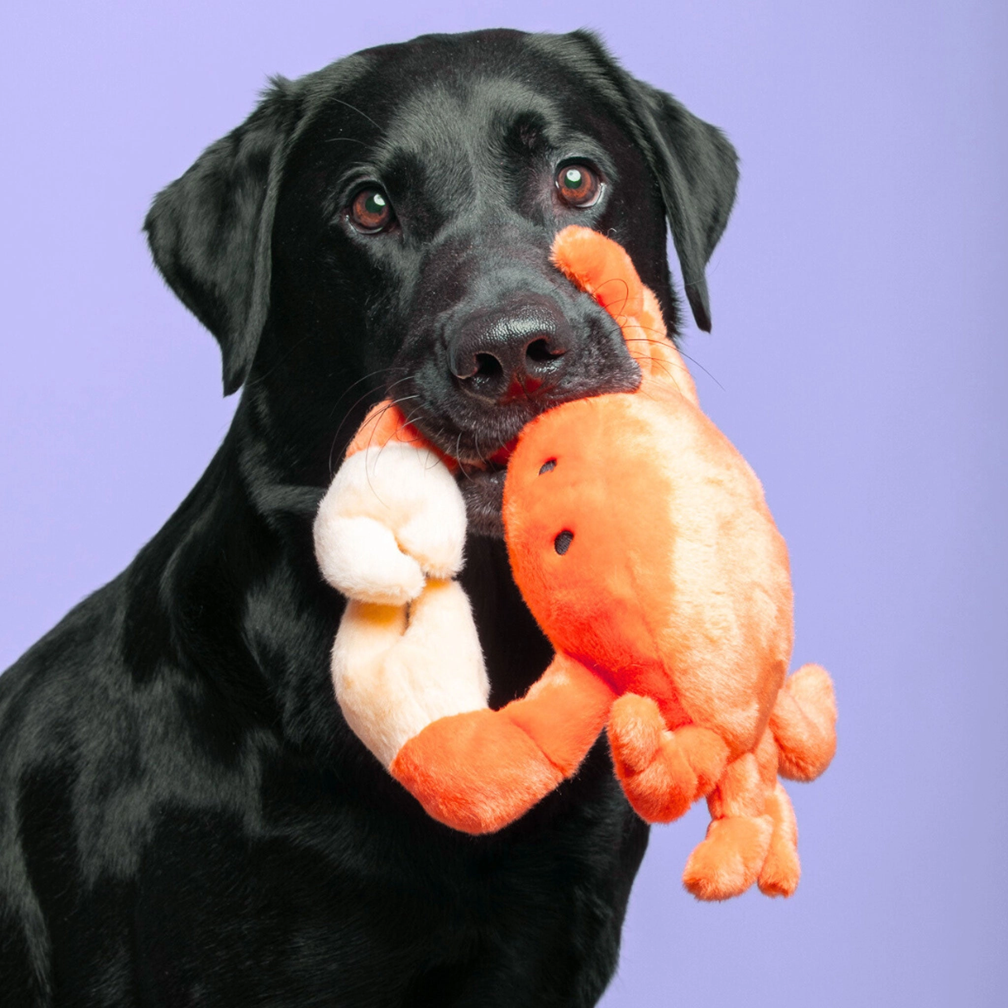 Fluff & Tuff Phyllis Crab Dog Toy