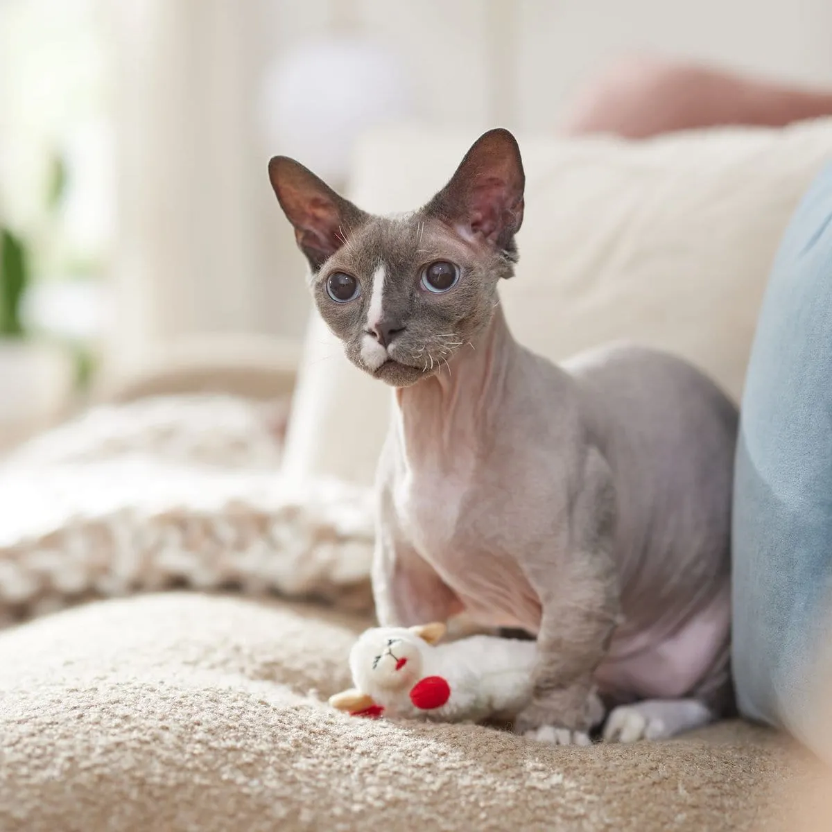 Multipet Lamb Chop Cat Toy with Catnip