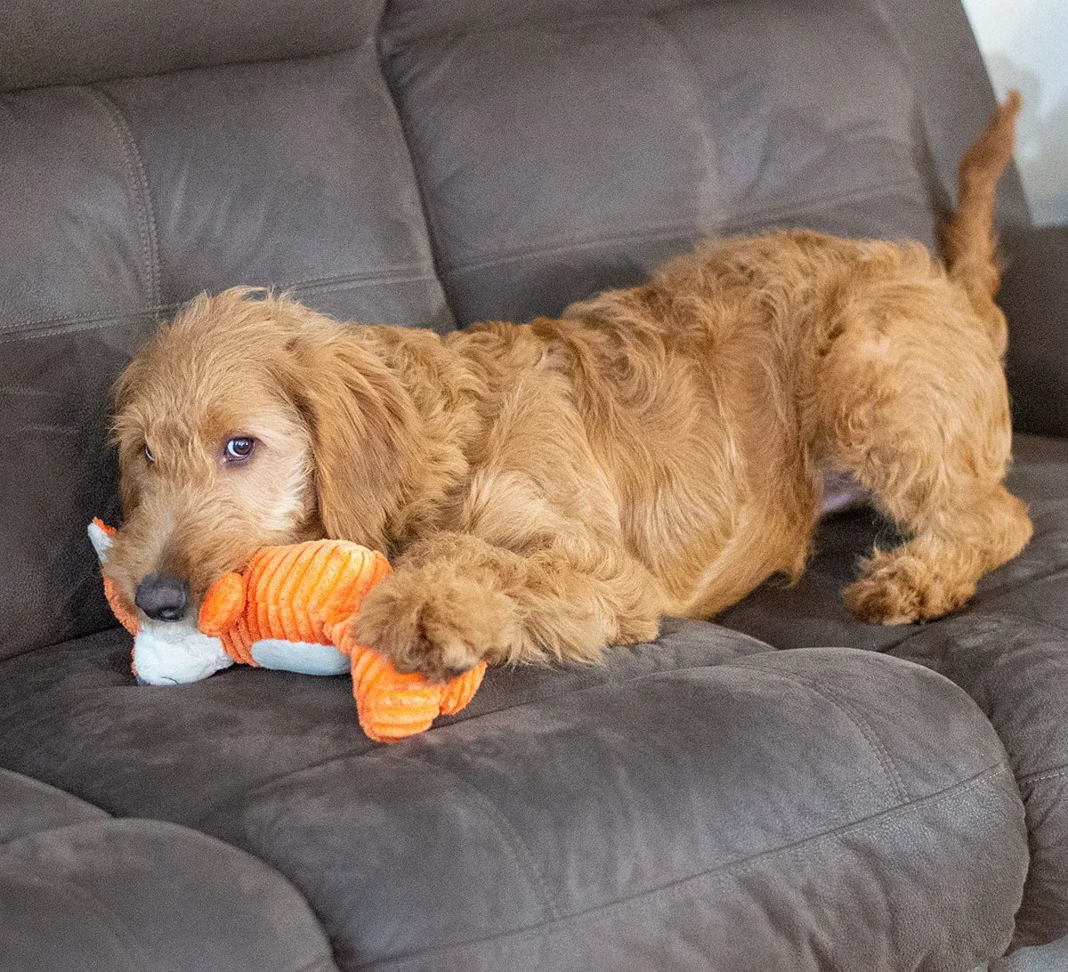 ThoozyPet Tuff & Cuddly Fox Plush Dog Toy